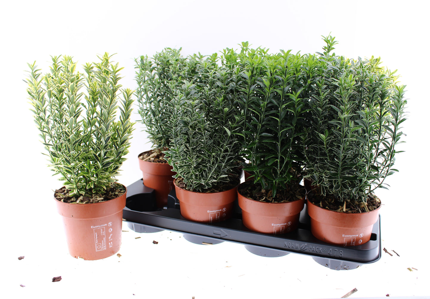 Euonymus japonicus mix 35cm 13cm Pot
