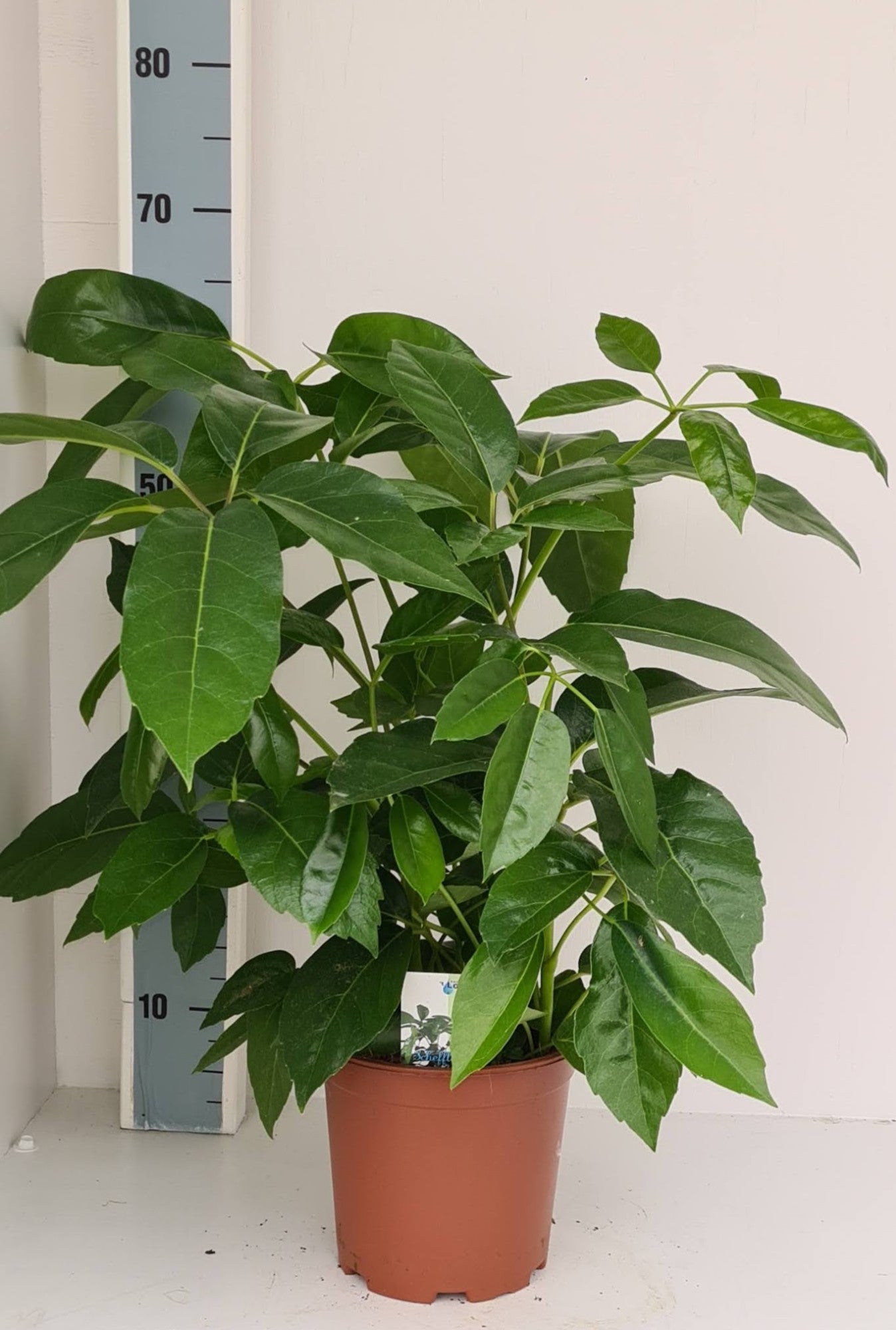 Schefflera Amate 55cm 19cm Pot