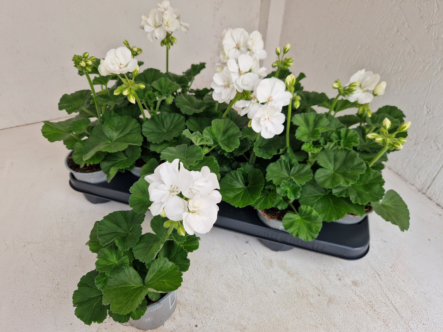 Pelargonium zon. Savannah White 25cm 510cm Pot