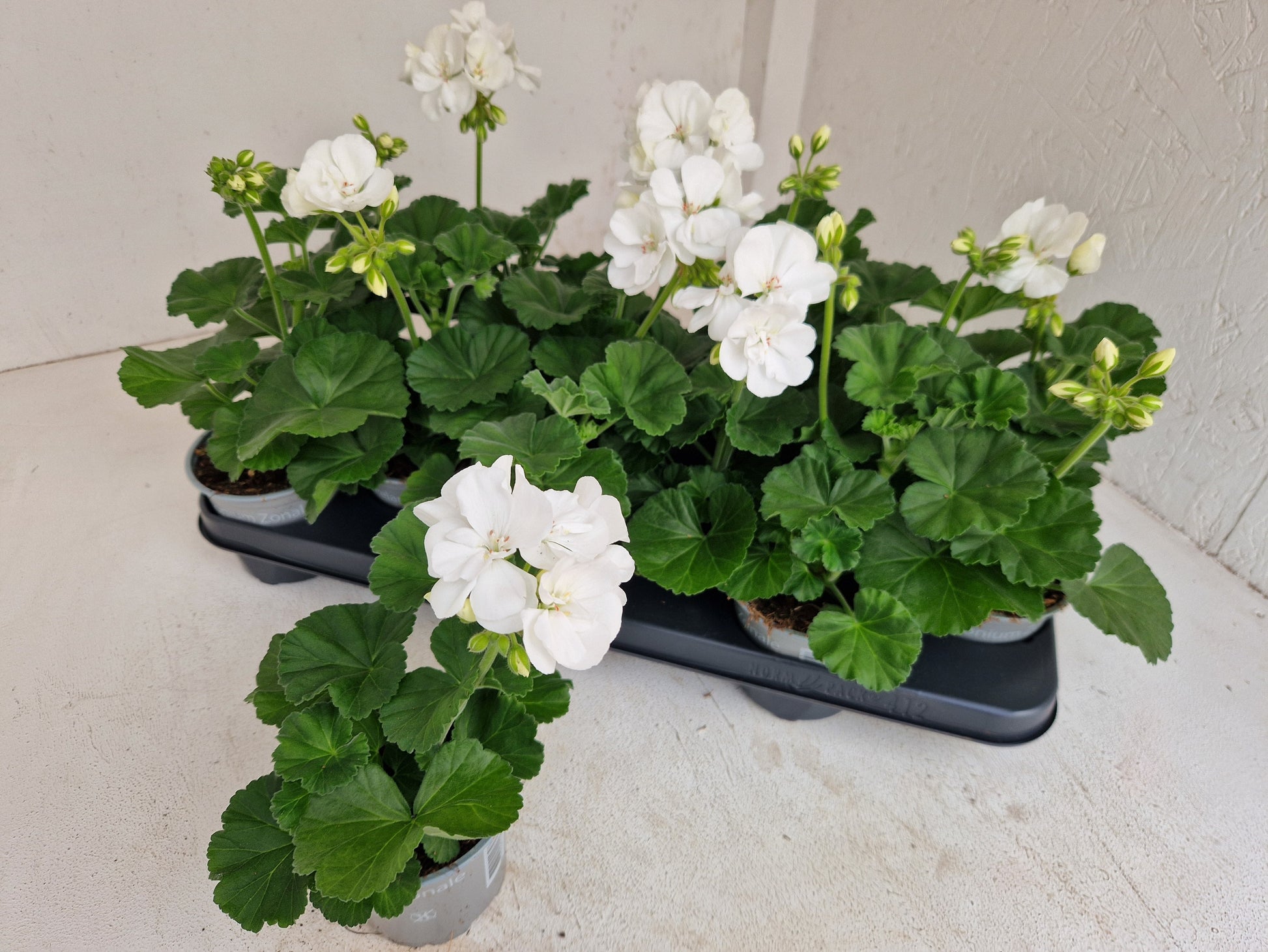 Pelargonium zon. Savannah White 25cm 510cm Pot