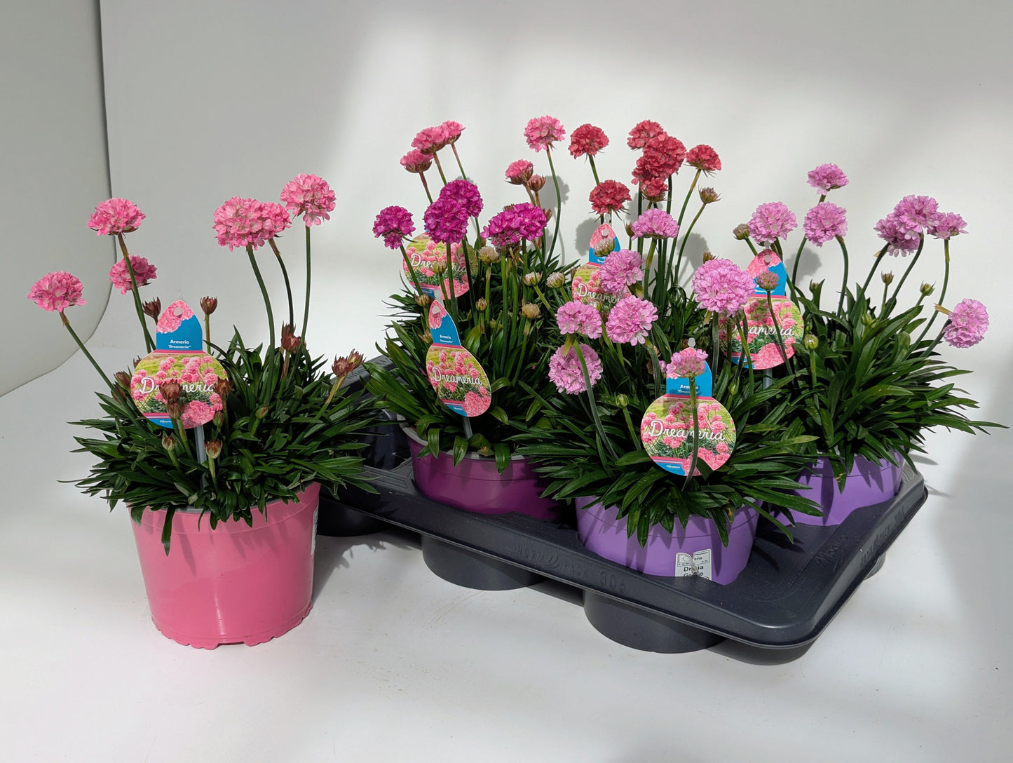 Armeria Dreameria Daydream 40cm 17cm Pot