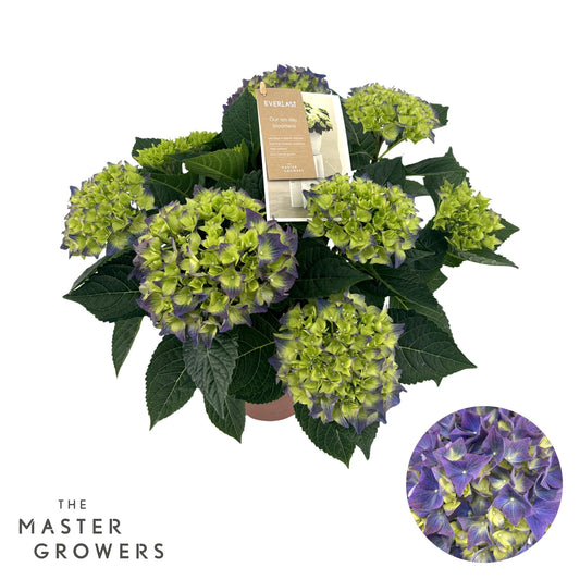 Hydrangea macr. Hi Everlast blue 40cm 14cm Pot