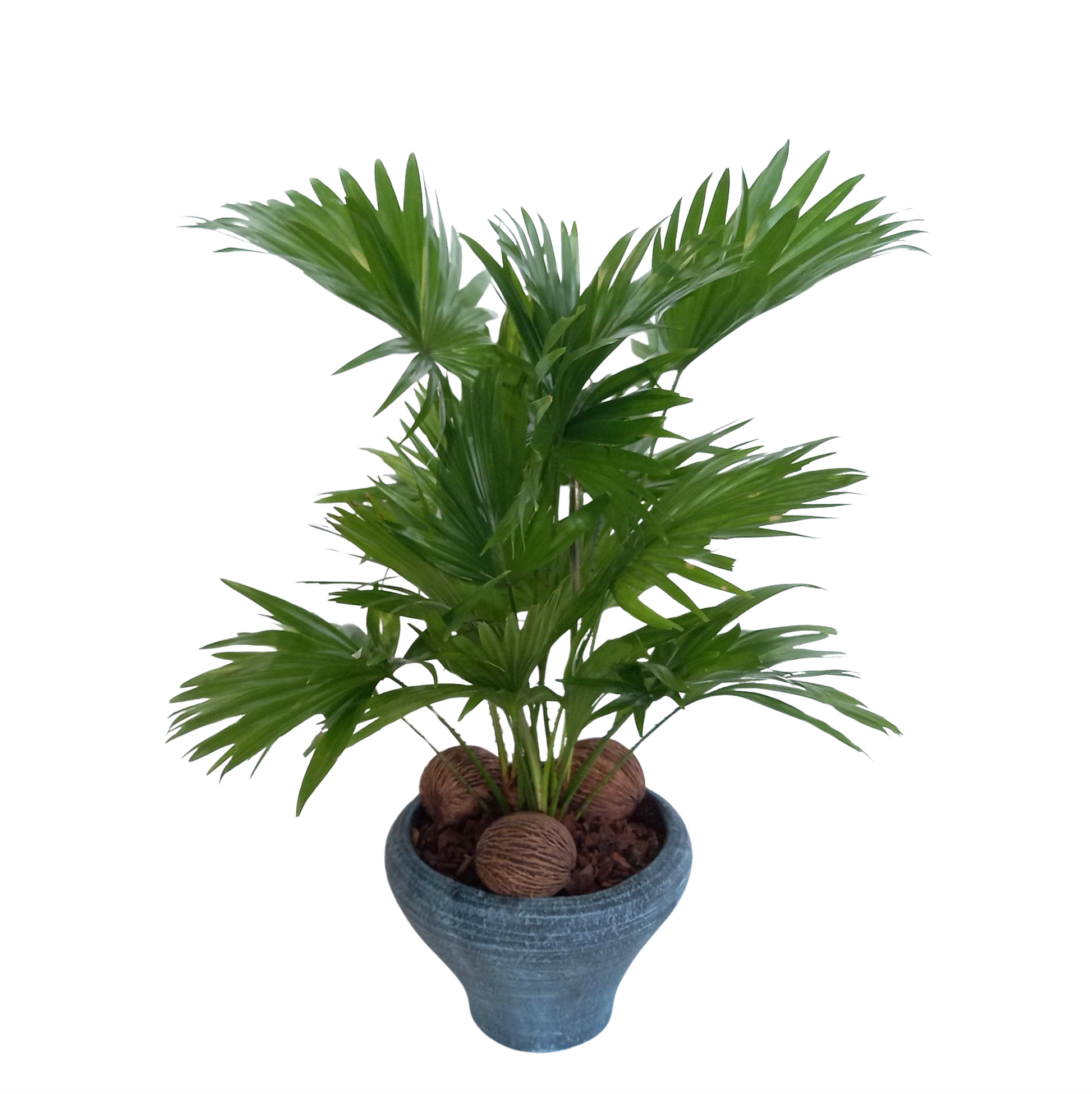 Livistona rotundifolia 65cm 26cm Pot