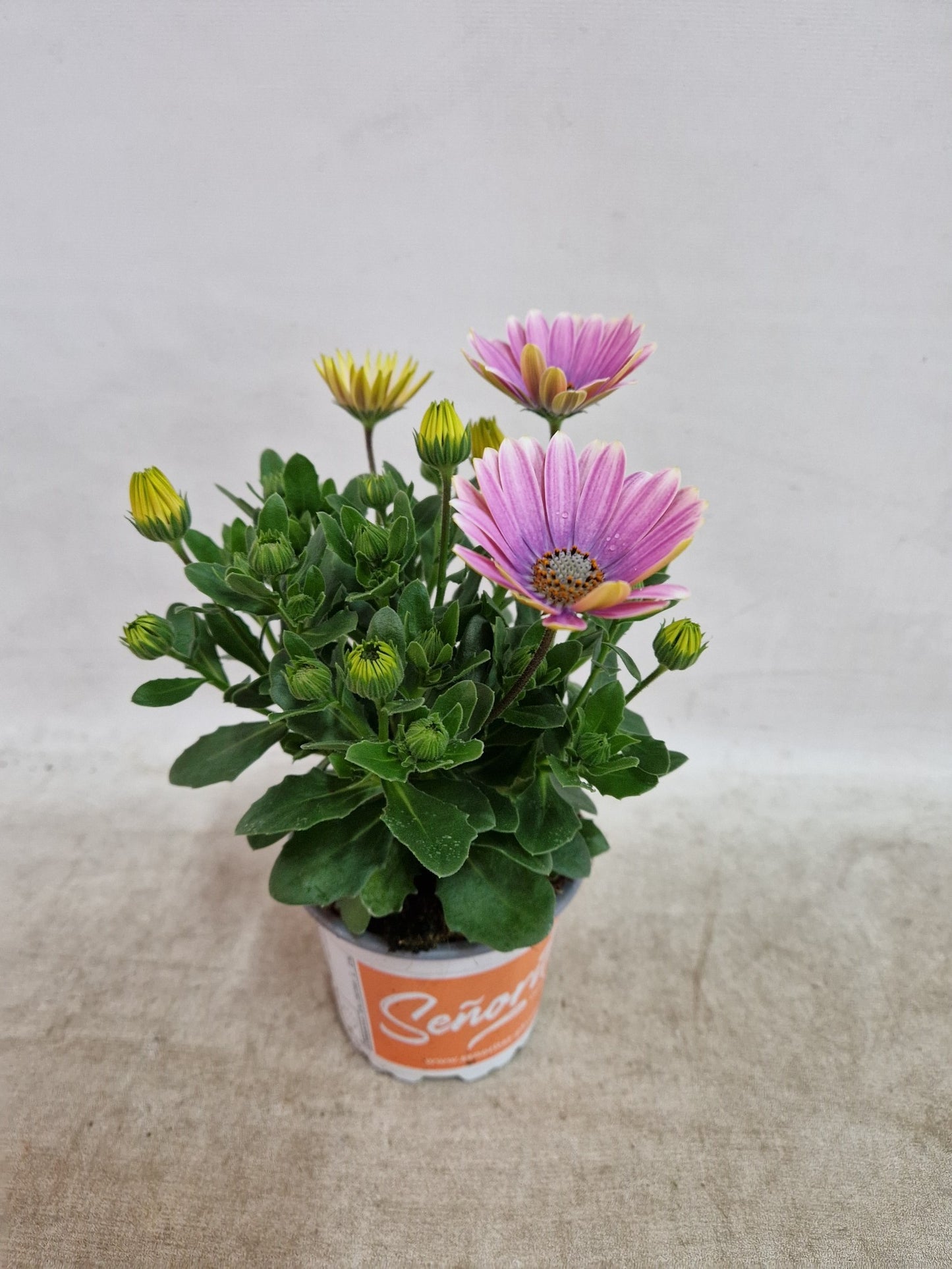 Osteospermum Senorita Rosita 30cm 510cm Pot
