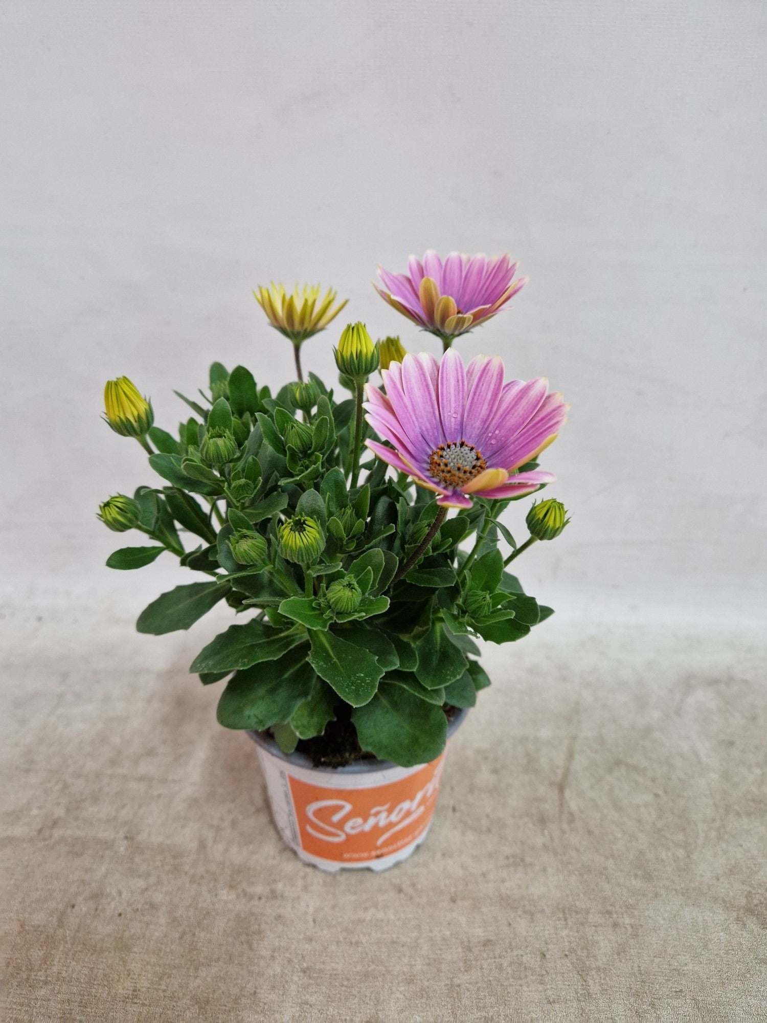 Osteospermum Senorita Rosita 30cm 510cm Pot
