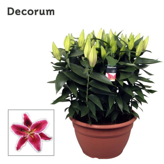Schie Van Lilium Starlight Express Pack of 1