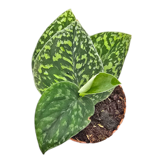 Scindapsus 15cm 7cm Pot