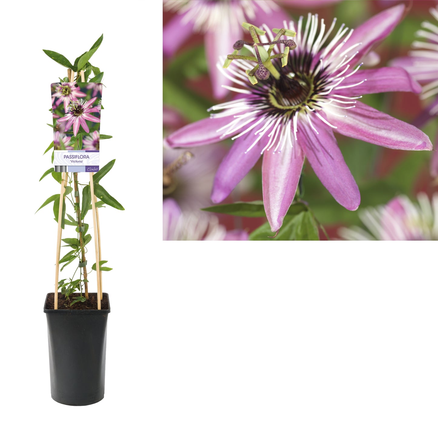 Starre BV, van der Passiflora violacea Viktoria pyramide Pack of 4