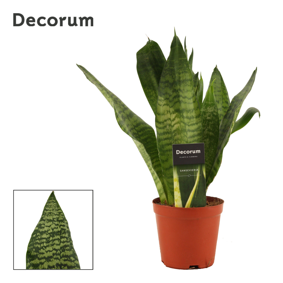 Sansevieria trifasciata 35cm 12cm Pot