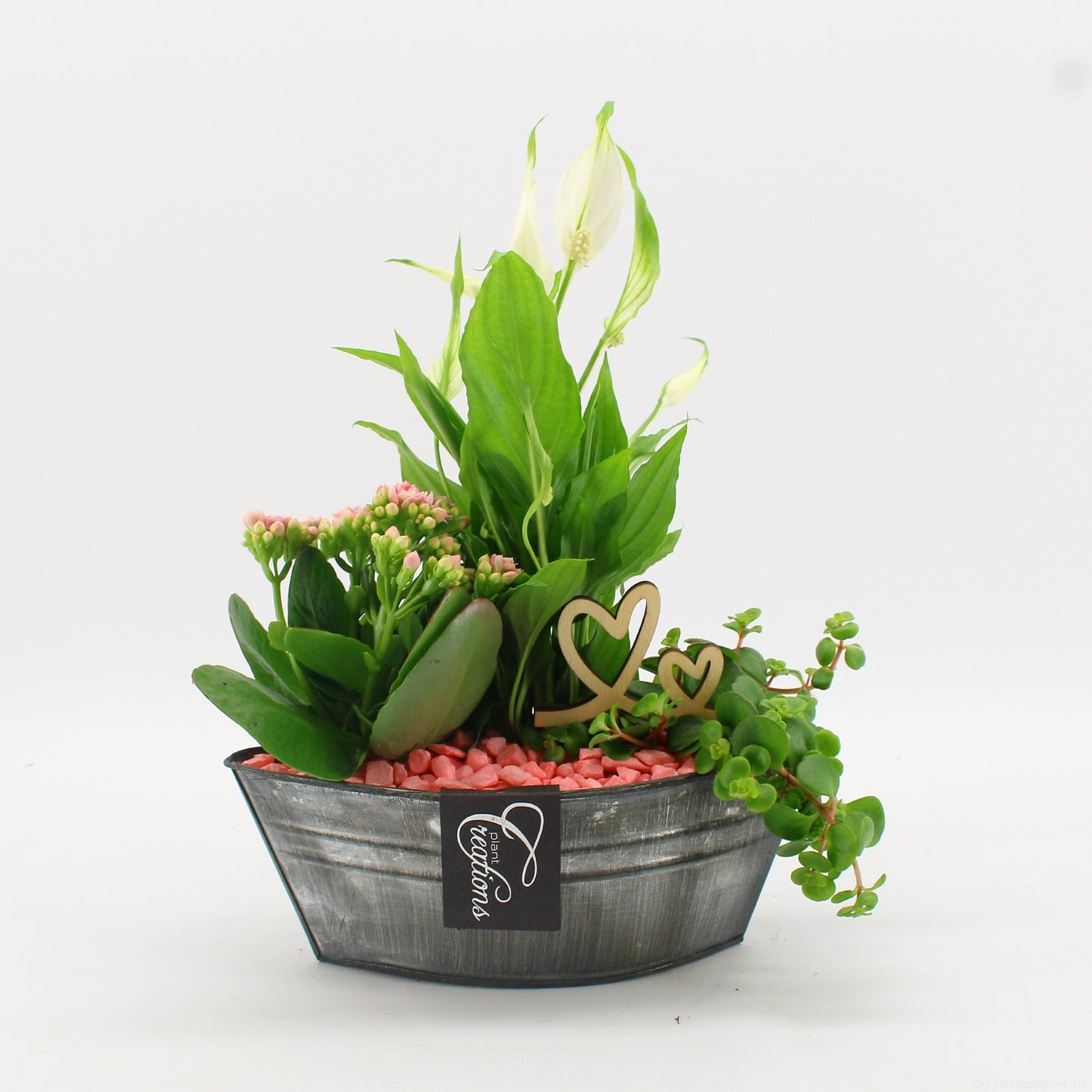 Indoor Flowering arrangement 30cm 22cm Pot