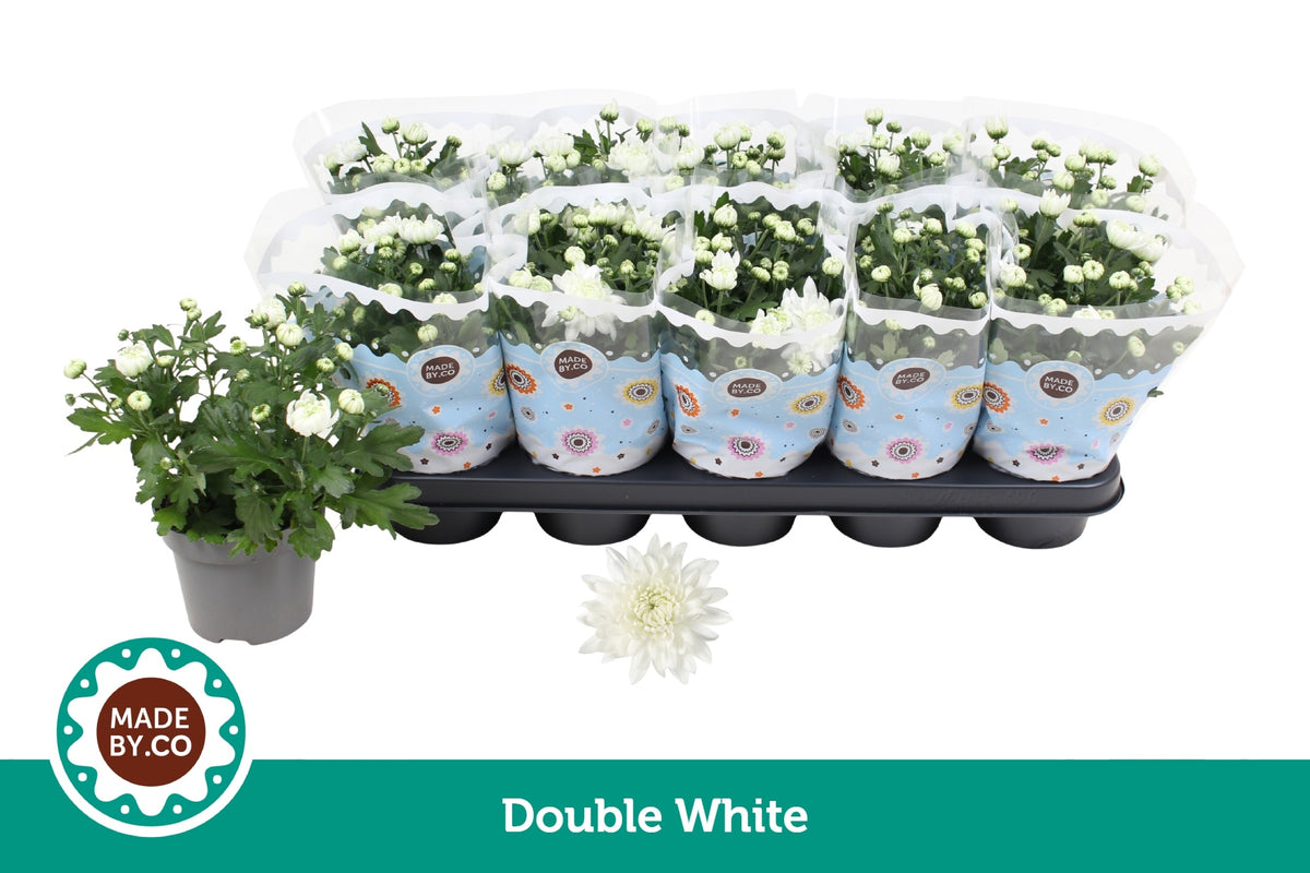 Chrysanthemum double white 25cm 12cm Pot