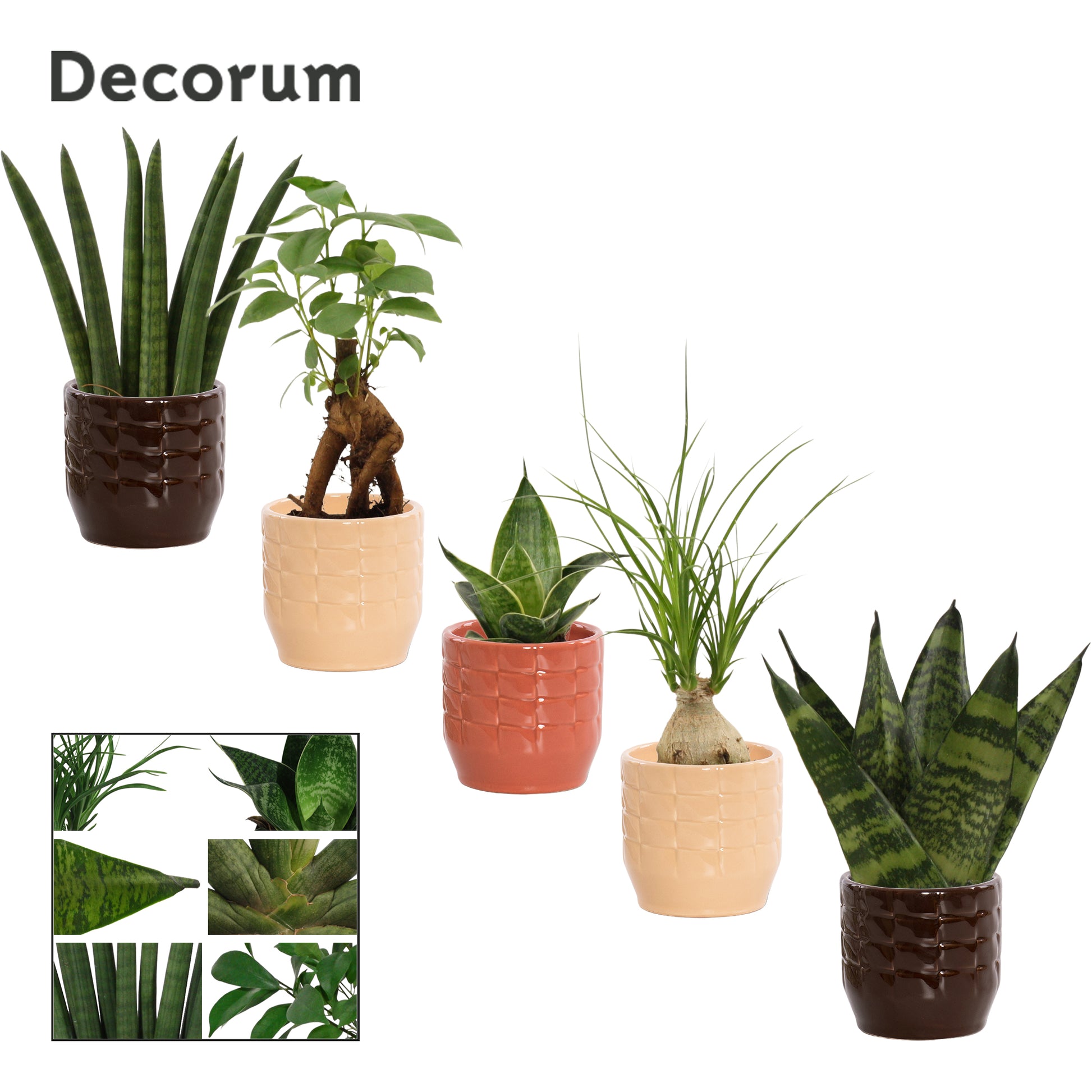 Foliage houseplants mix 17cm 6cm Pot