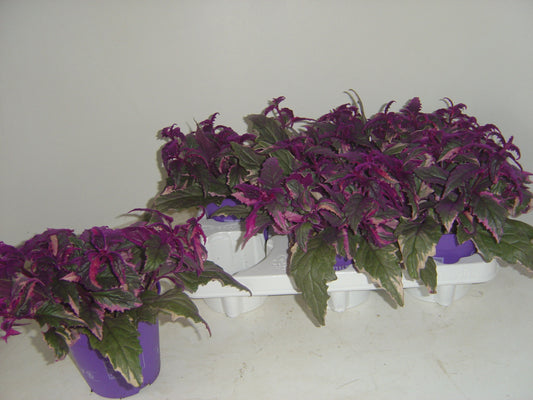 Gynura aurantiaca 12cm Pot