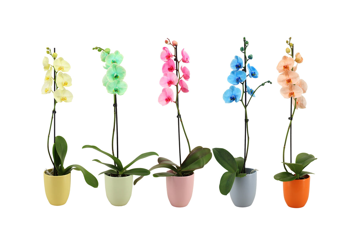 Phalaenopsis mix painted 55cm 12cm Pot