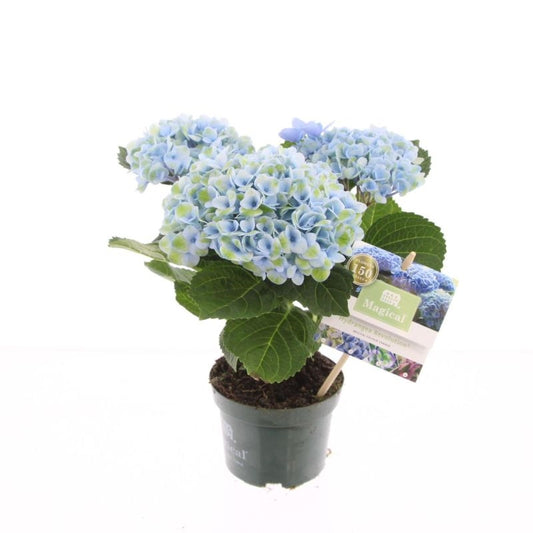Hydrangea macrophylla Magical Revolution 25cm 10.5cm Pot