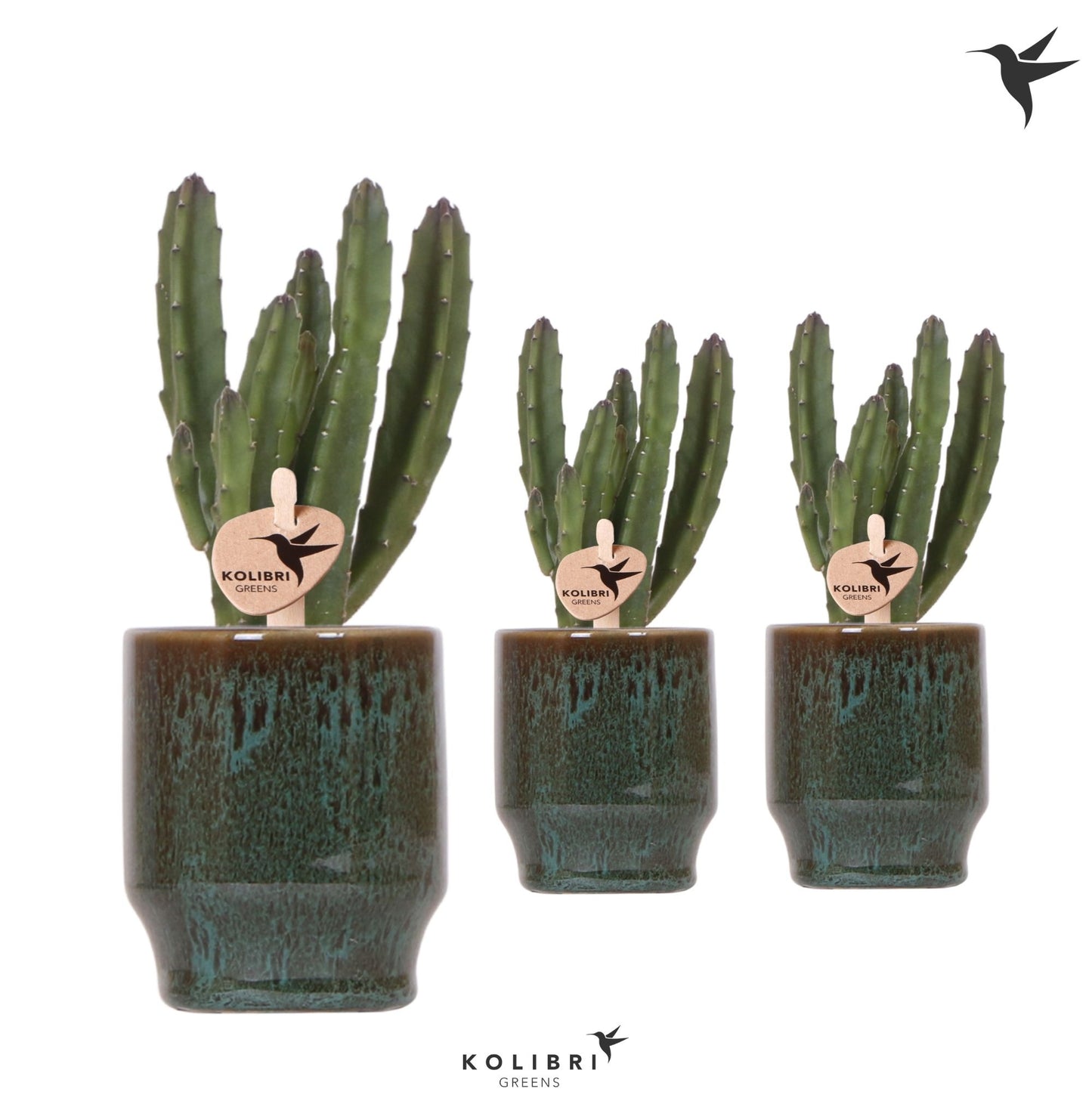 Stapelia leendertziae 17cm 6cm Pot