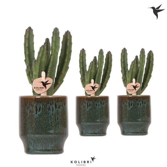 Stapelia leendertziae 17cm 6cm Pot