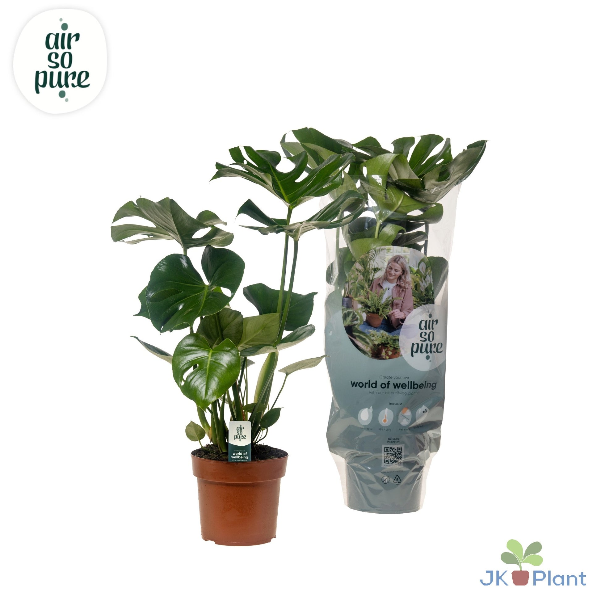Monstera deliciosa 55cm 17cm Pot