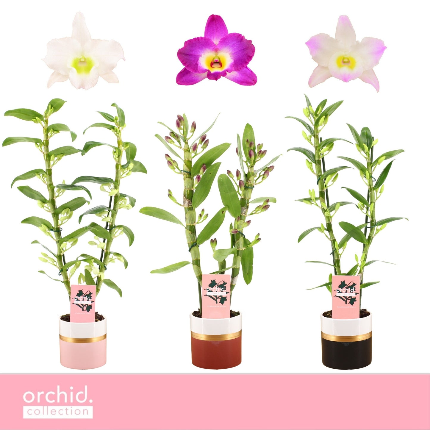 Dendrobium nobile mix 50cm 12cm Pot