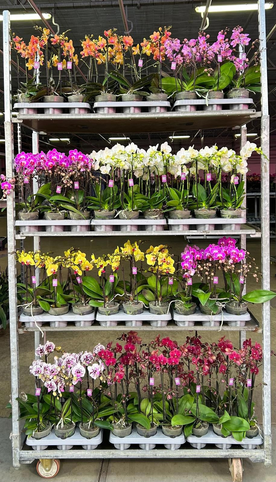 Phalaenopsis mix 45cm 12cm Pot