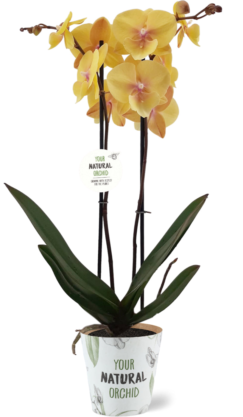 Phalaenopsis Manta Palau 60cm 12cm Pot