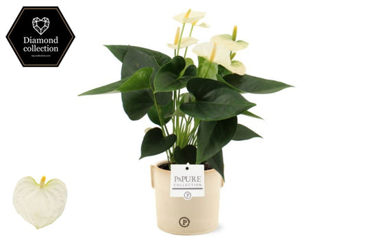 Anthurium Cocos in Christmas sleeve 40cm 12cm Pot
