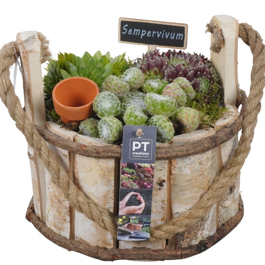arr. Sempervivum 20cm 21cm Pot