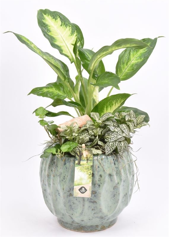 Indoor arrangement 18cm Pot