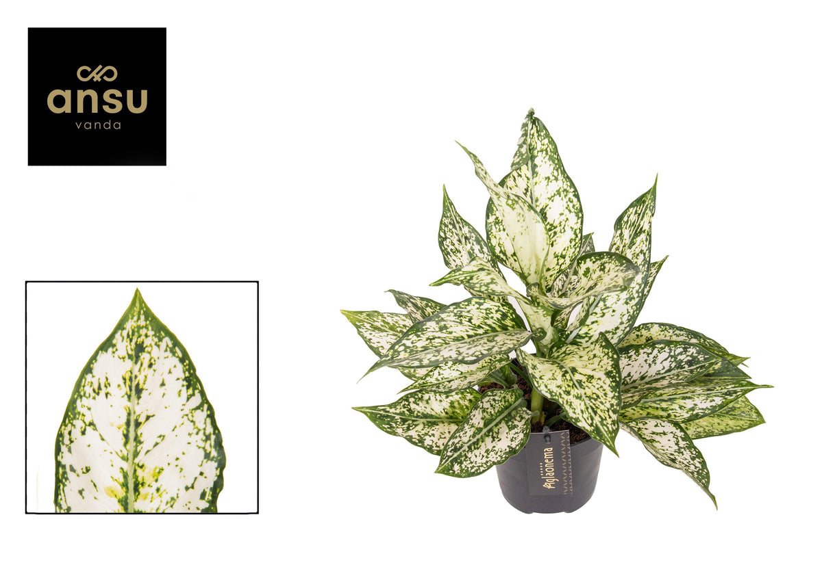 Aglaonema White Kiwi 35cm 12cm Pot