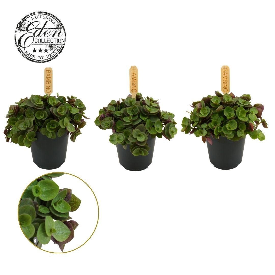 Callisia Turtle 10cm 505cm Pot