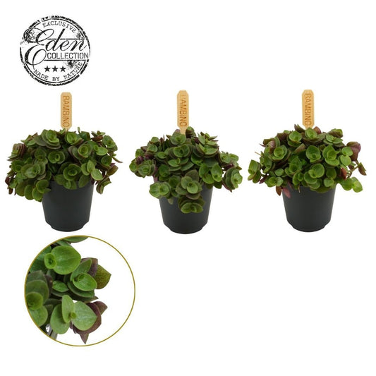 Callisia Turtle 10cm 505cm Pot