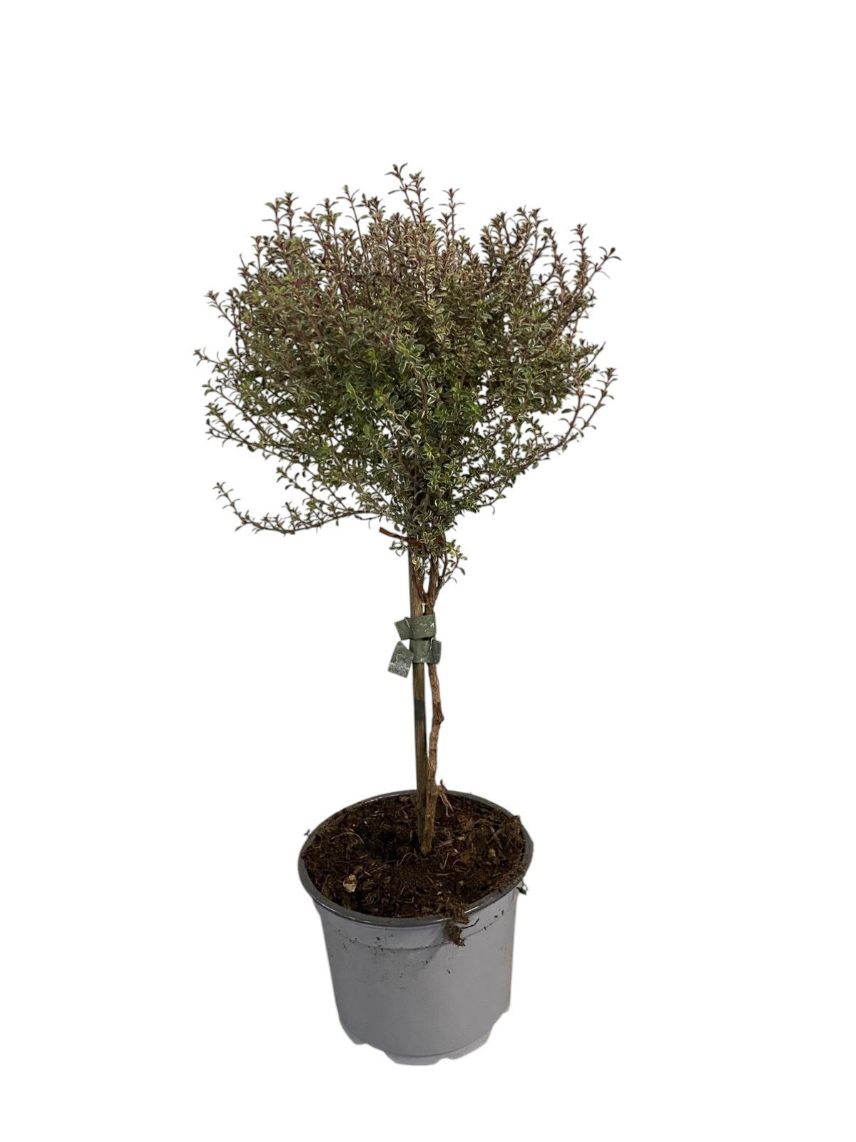 Thymus cit. Silver Queen 40cm 12cm Pot