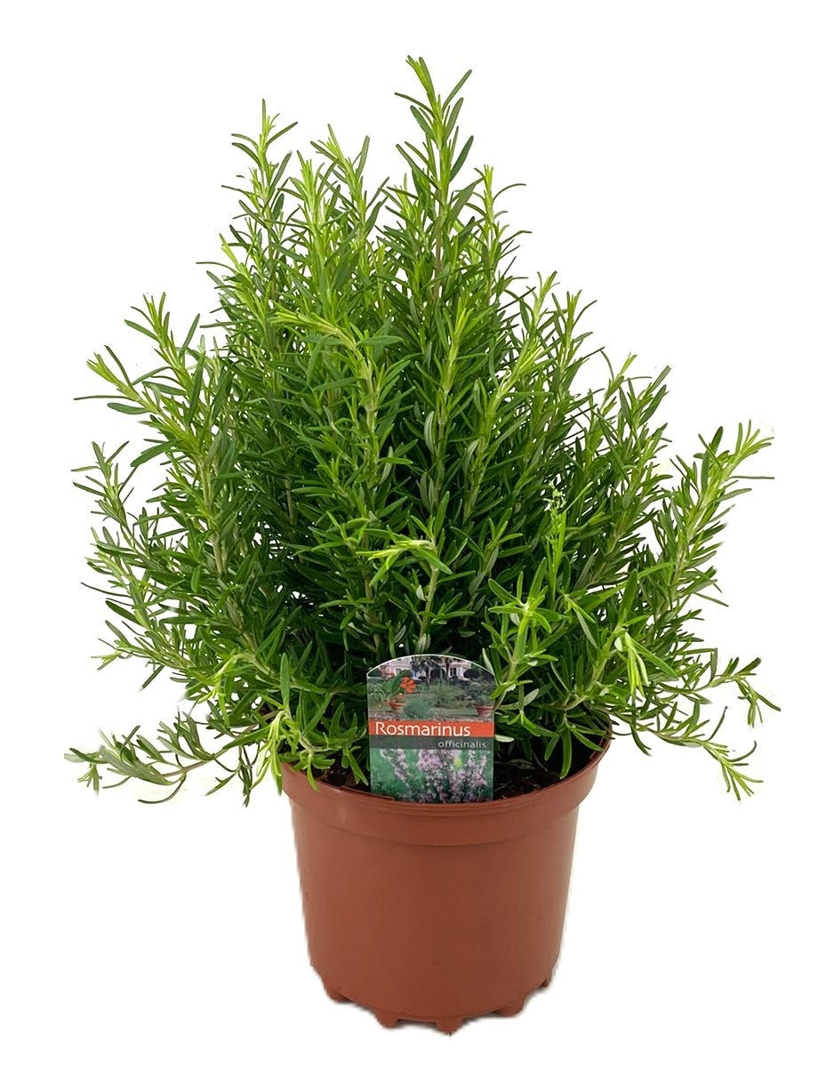 Rosmarinus officinalis (Rosemary) 45cm 19cm Pot