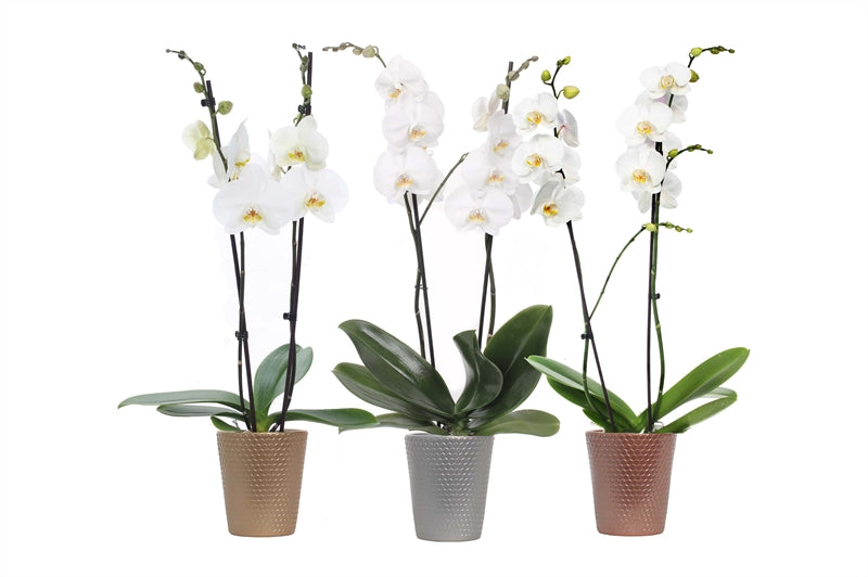 Phalaenopsis white 55cm 12cm Pot