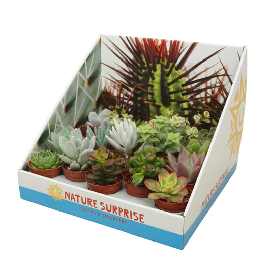 Succulent mix 8cm 5.5cm Pot