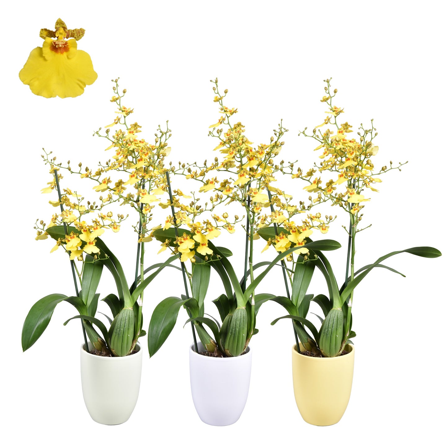 Oncidium Muensterland Stern (+ drp.ceramic) 50cm 14cm Pot