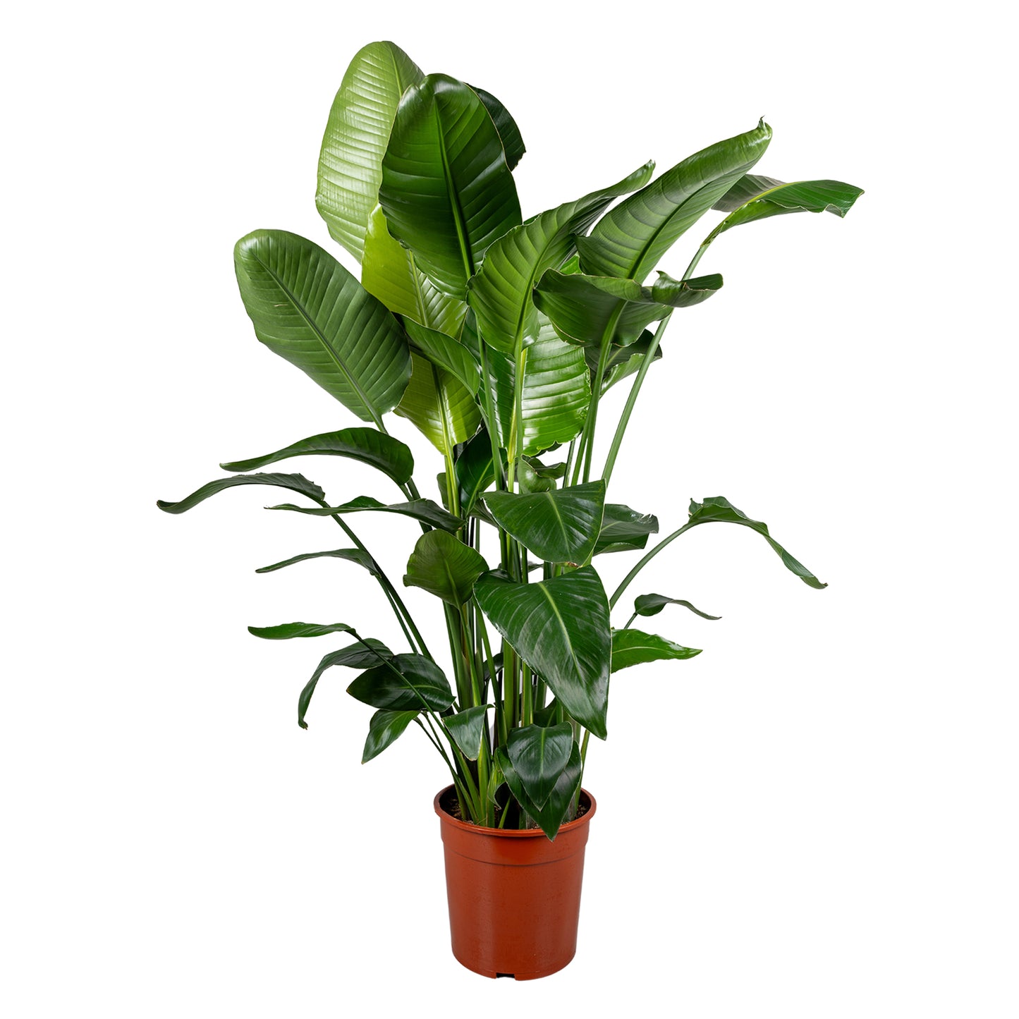 Strelitzia nicolai 140cm 27cm Pot
