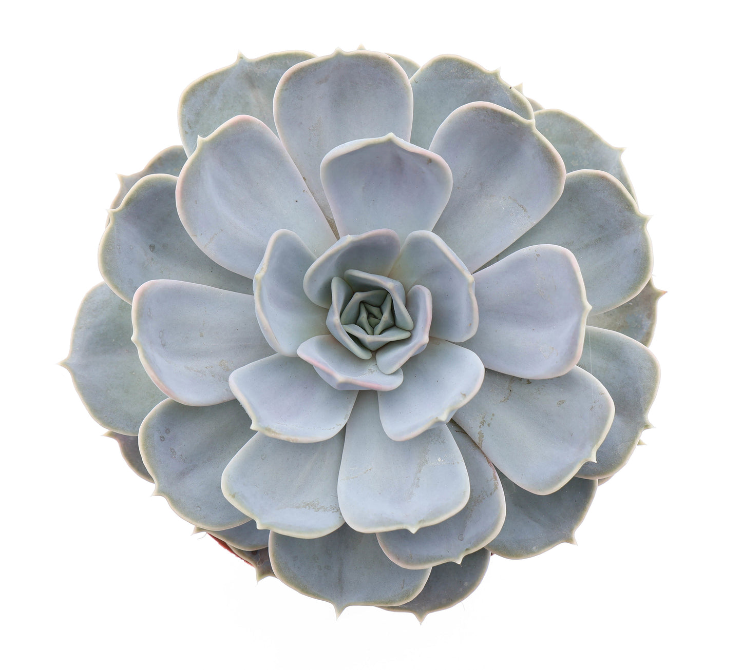 Euro Cactus Holland Bv Echeveria Lilacina Pack of 3