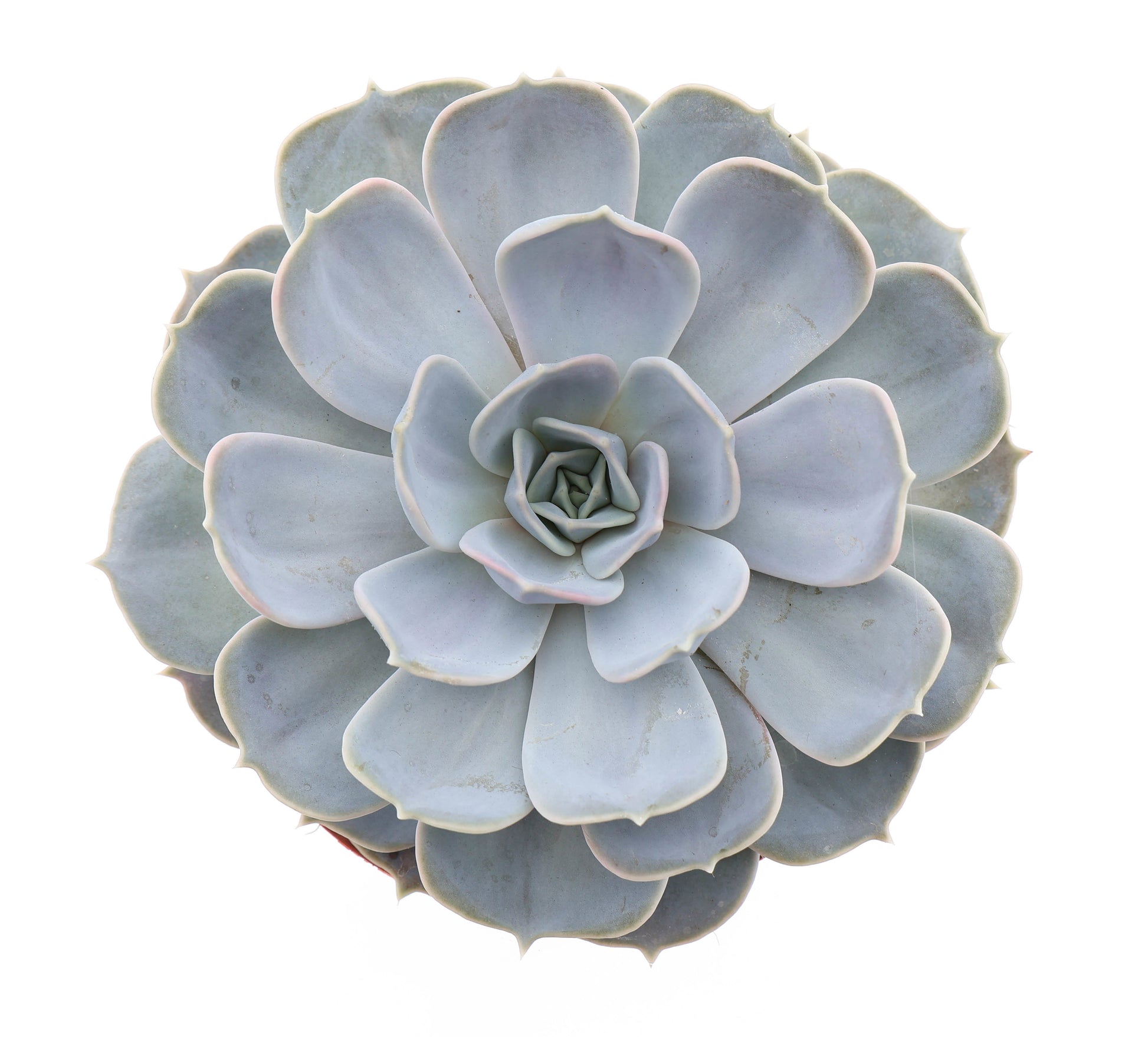 Euro Cactus Holland Bv Echeveria Lilacina Pack of 3