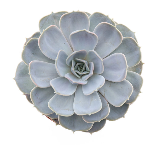 Euro Cactus Holland Bv Echeveria Lilacina Pack of 3