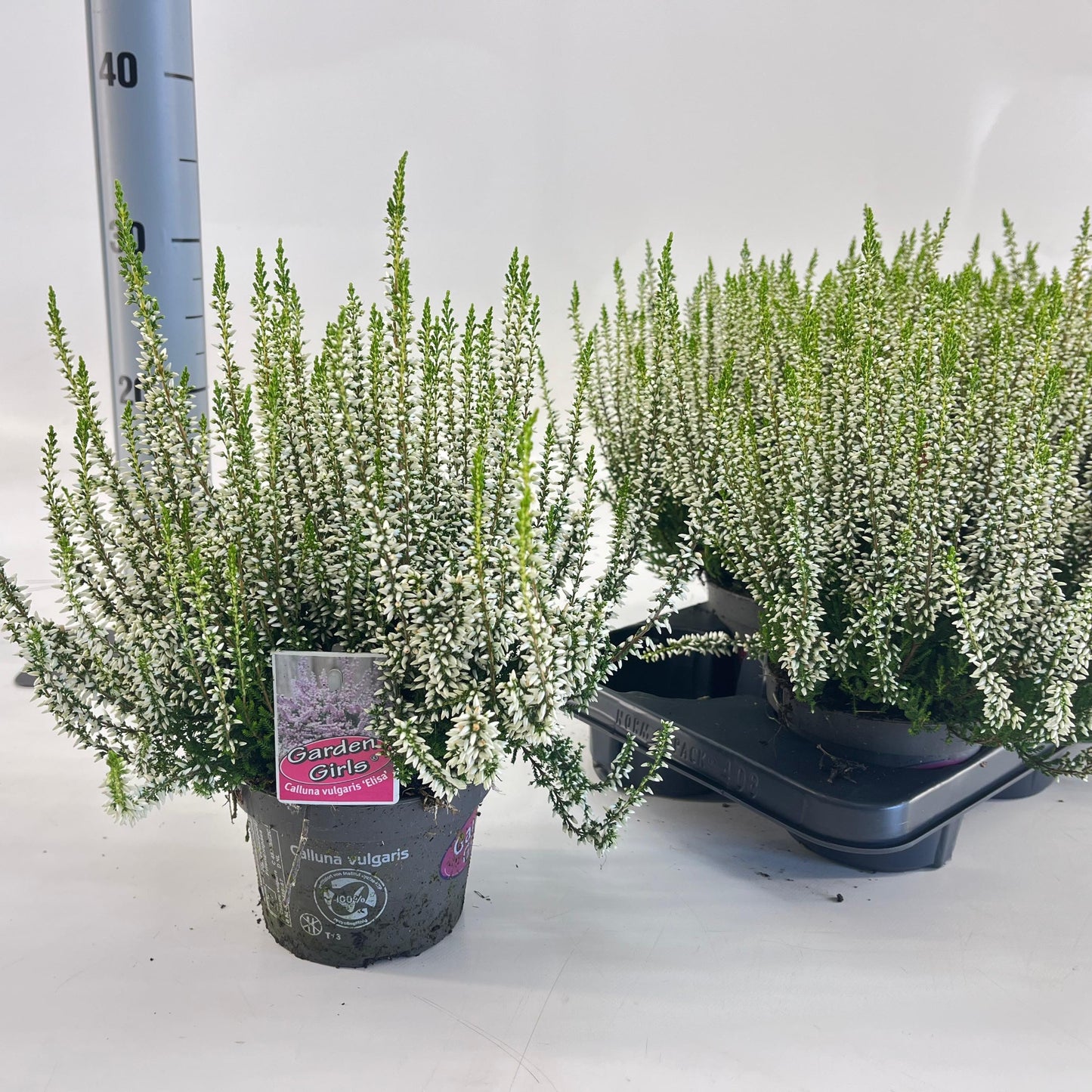 Calluna G-G Elisa 25cm 13cm Pot