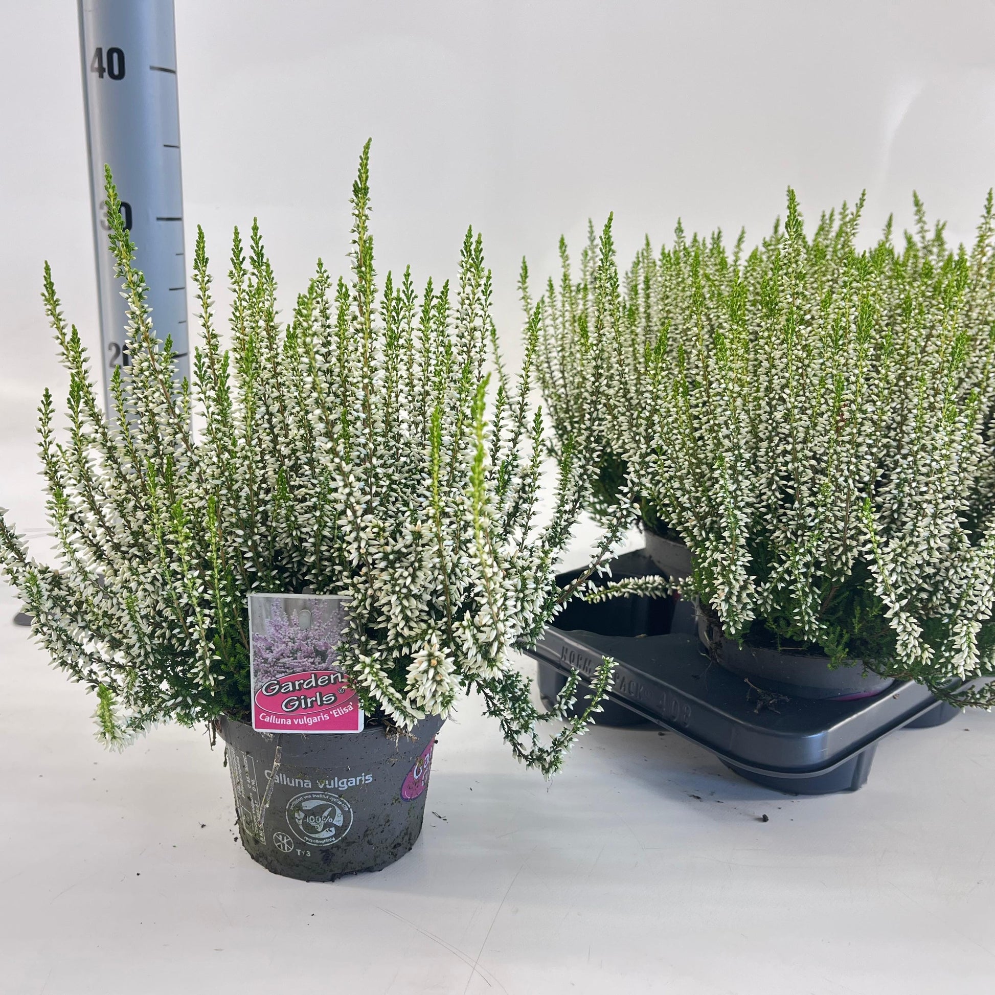Calluna G-G Elisa 25cm 13cm Pot