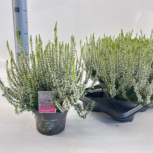 Calluna G-G Elisa 25cm 13cm Pot