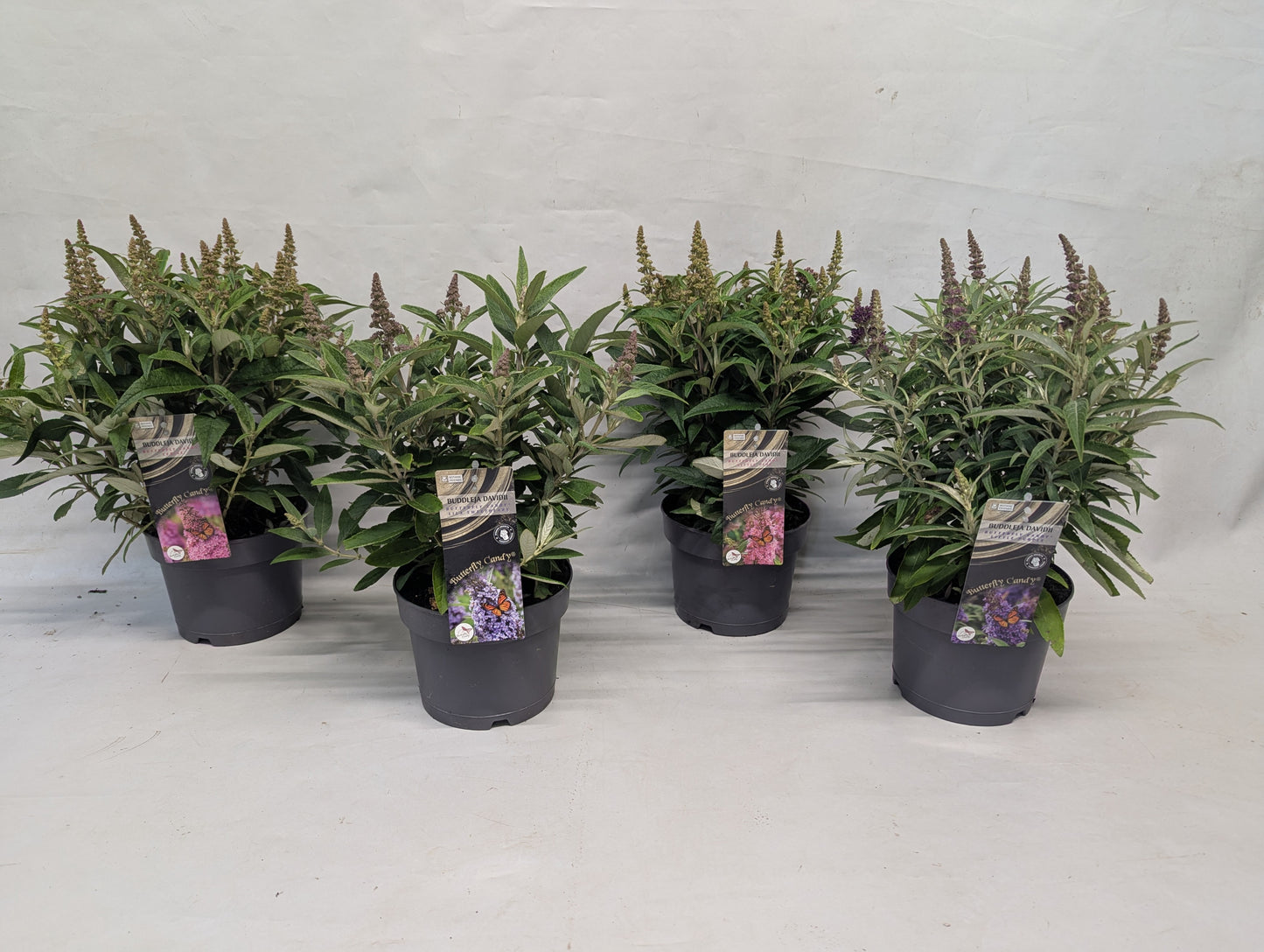 Buddleja 'Butterfly Candy' 40cm 17cm Pot