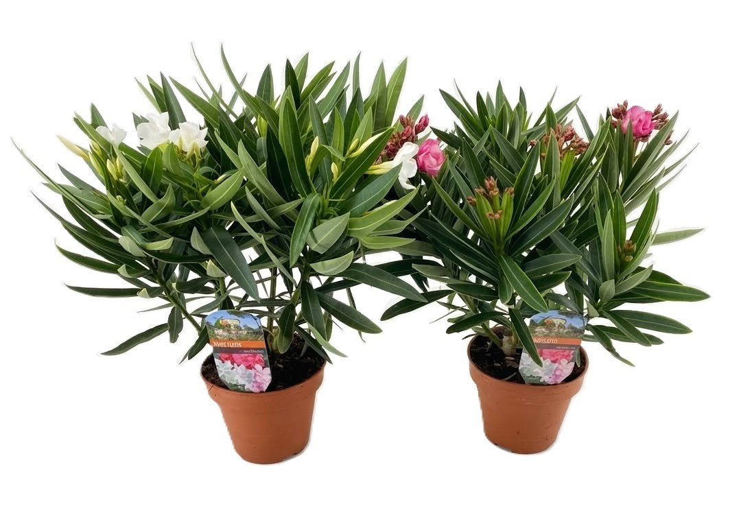 Nerium oleander 40cm 14cm Pot