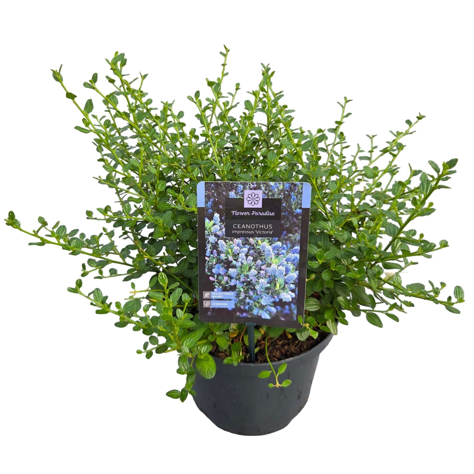 Peijl Tuinplanten, Van der Ceanothus Victoria Pack of 1