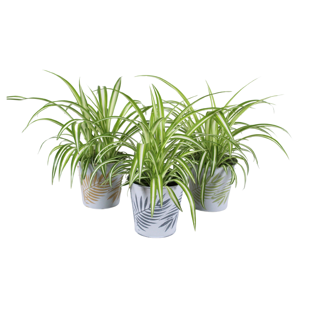 Chlorophytum Variegated 27cm 12cm Pot