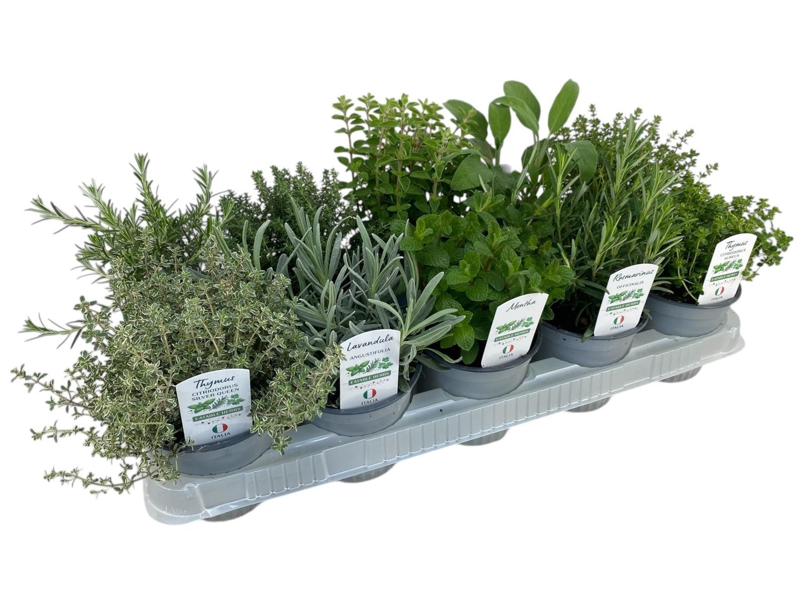 Garden Herbs mix 30cm 12cm Pot
