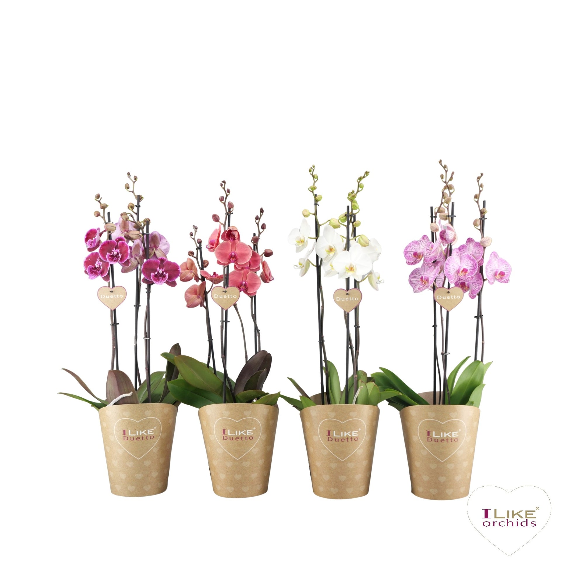 Phalaenopsis mix 70cm 17cm Pot
