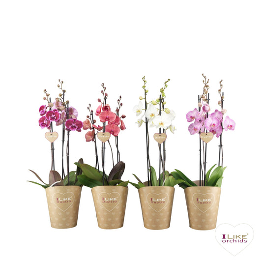 Phalaenopsis mix 70cm 17cm Pot